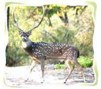 bandhavgarh.net Chinkara