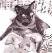 Chinki