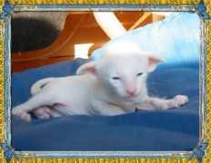 catteryrelease.nl Chinli