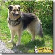 dogoftheday.com Chiodo