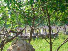 masdesaby.com Chioukh