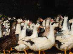 masdesaby.com Chioukh