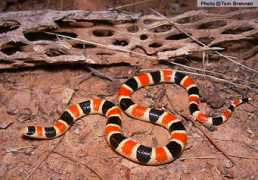 reptilesofaz.org Chipal