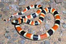 reptilesofaz.org Chipal
