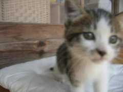 chiparun.exblog.jp Chiparu