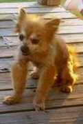 puppymillrescue.org Chipat