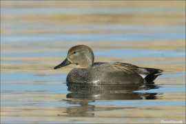 digimages.org Chipeaux