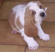 Chipeur