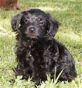 dogbreedinfo.com Chipoo