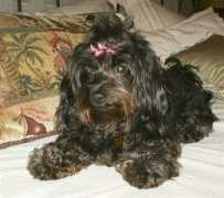 dogbreedinfo.com Chipoo