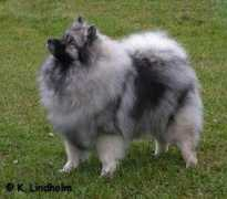 Chiqi