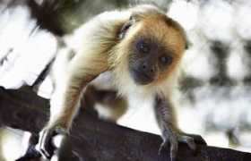 monkeyland.co.za Chiqita