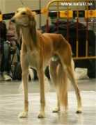 saluki.sk Chiram