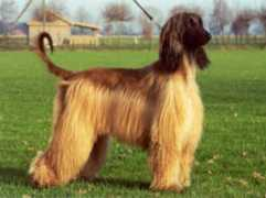 afghanen.nl Chirana