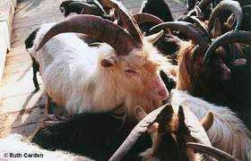 habitas.org.uk Chircus