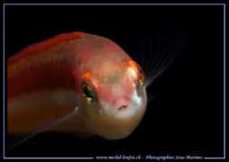 gallery.michel-lonfat.ch Chirelle