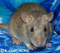 moonlitwatersrattery.com Chiriko