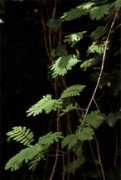biodiversityexplorer.org Chirinda