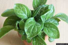 houseplantz.net Chirita