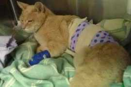 dailystar.co.uk Chisanga