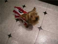 Chispi