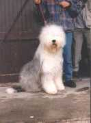 zigeunerhaeusl.de Chista