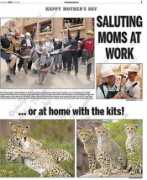 pix2go.ca Chitah