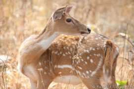 burrard-lucas.com Chital