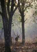 theanimalfiles.com Chital