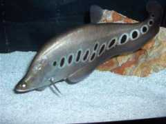 Chitala