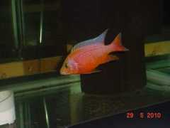 boesterscichlids.com Chitende