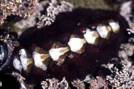 coastalwebweaver.com Chiton