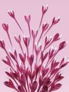 nationmultimedia.com Chitrakorn