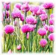 Chives