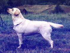 Chivit