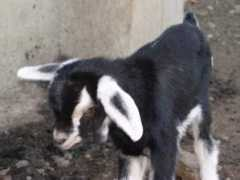 Chivo