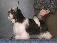 Chixi