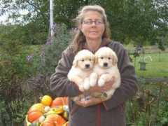 southbranchgoldens.com Chloea