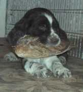 saunalahti.fi Chocolatebar