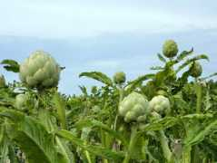 agdept.com Chokes
