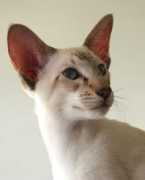 hathorcat.com Chokita