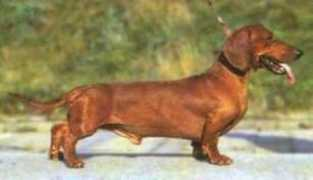 dachshund-land.ru Chokolat