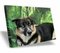 petseverlasting.com Chookie