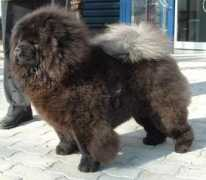 netchows.com Chopan