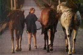 equestrianhomes.com Chores