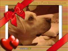 vivapets.com Chorina