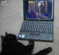 infinitecat.com Chosan