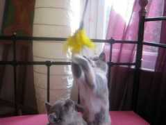 vivapets.com Chouchou
