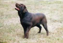 labradors-dog.com Chouchoutte