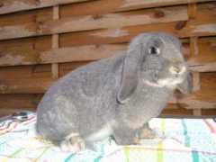 lapin.belier.free.fr Chouchoutte